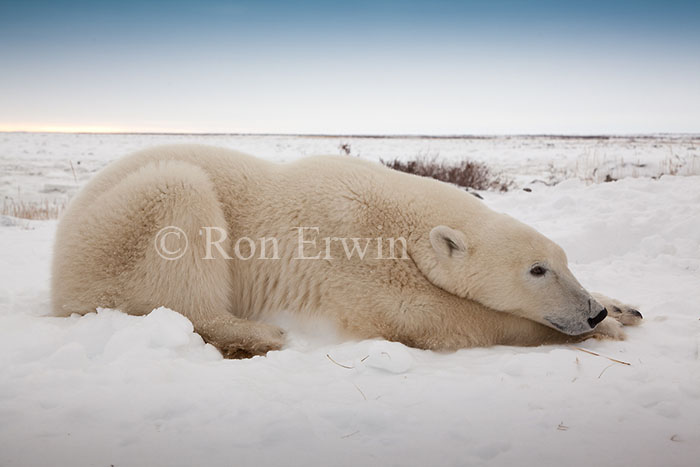 Resting Polar Bear 