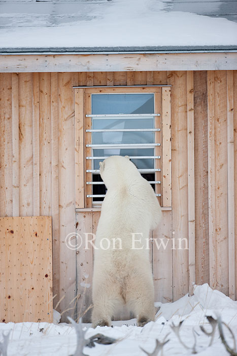 Polar Bear looking in Window