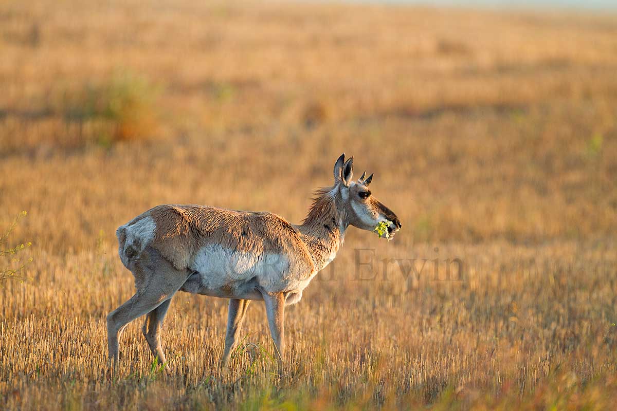 Female Antelope