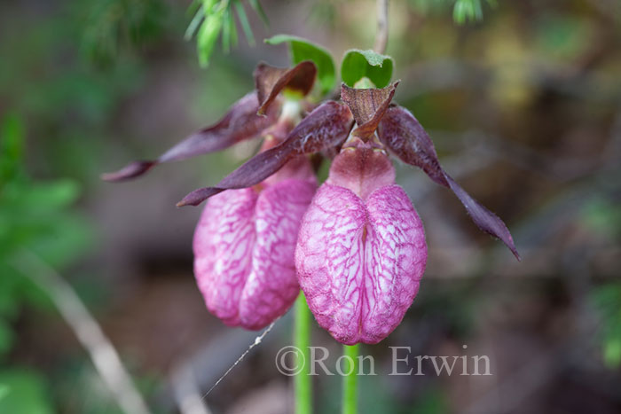 Pink Moccasin Flowers