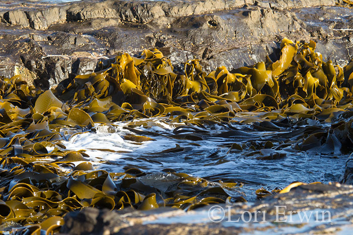 Bull Kelp, New Zealand