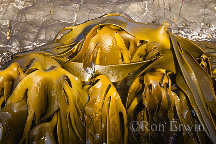 Bull Kelp, New Zealand