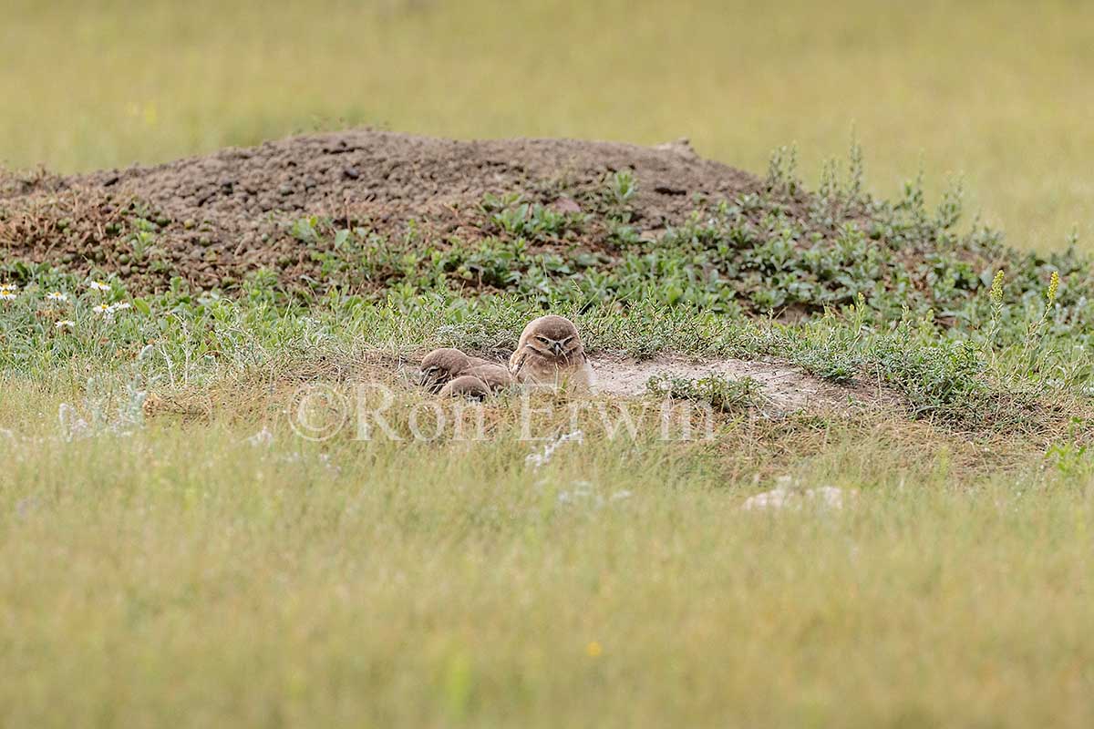 Young Burrowing Owls