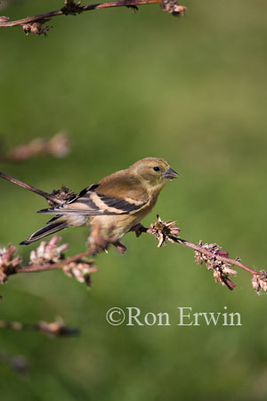 American Goldfinch &copy; Ron Erwin