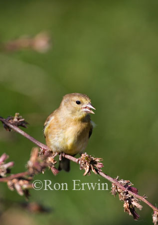 American Goldfinch &copy; Ron Erwin