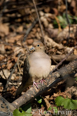 Mourning Dove &copy; Ron Erwin