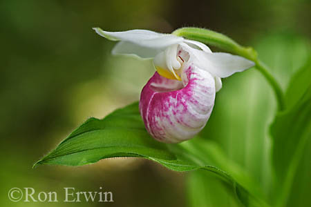 Showy Lady's Slipper &copy; Ron Erwin