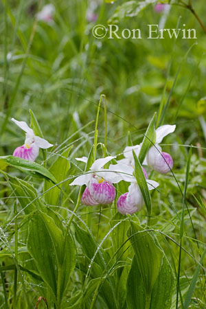 Showy Lady's Slippers &copy; Ron Erwin