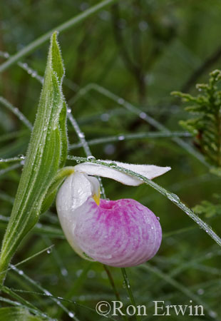 Showy Lady's Slipper &copy; Ron Erwin