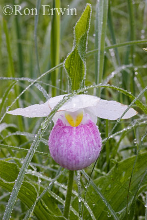 Showy Lady's Slipper &copy; Ron Erwin