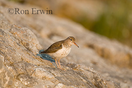 Spotted Sandpiper &copy; Ron Erwin