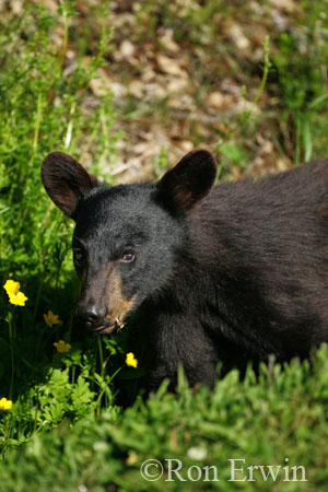 Black Bear &copy; Ron Erwin