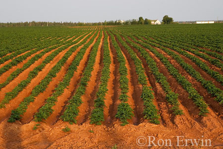 Potato field &copy; Ron Erwin