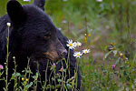 Ron Erwin Fauna Portfolio