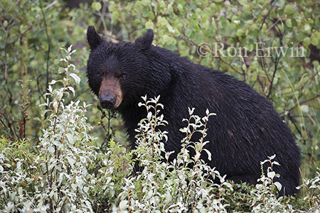 Wet Black Bear &copy; Ron Erwin