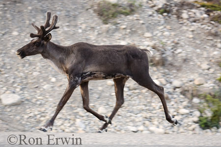 Caribou &copy; Ron Erwin