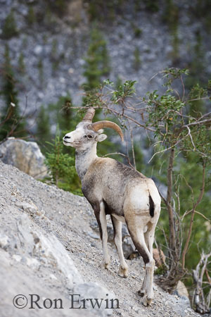 Stone Sheep &copy; Ron Erwin