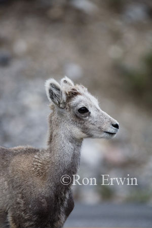 Stone Sheep &copy; Ron Erwin