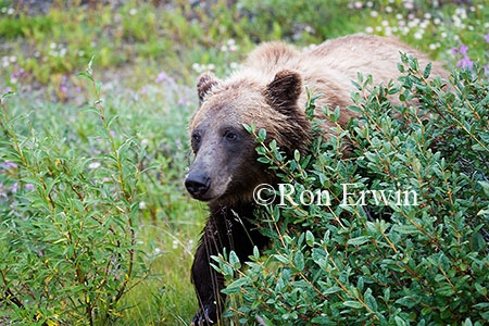 Grizzly Bear Grizzly Bear