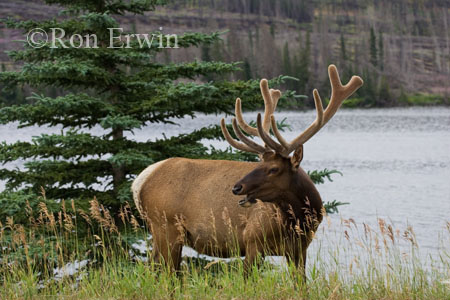 Bull Elk &copy; Ron Erwin
