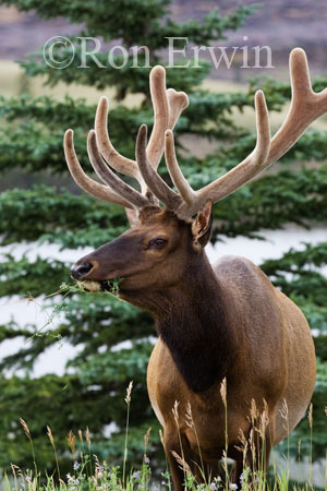 Elk &copy; Ron Erwin