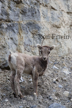 Stone Sheep &copy; Ron Erwin