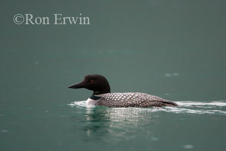 Loon &copy; Ron Erwin