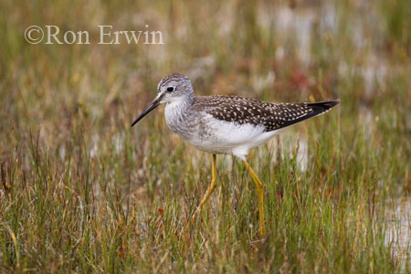 Lesser Yellowlegs &copy; Ron Erwin