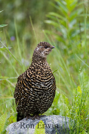Spruce Grouse &copy; Ron Erwin