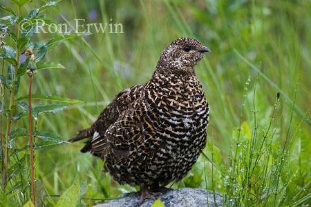 Spruce Grouse &copy; Ron Erwin