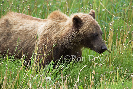 Grizzly Bear &copy; Ron Erwin