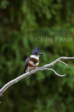 Belted Kingfisher &copy; Ron Erwin