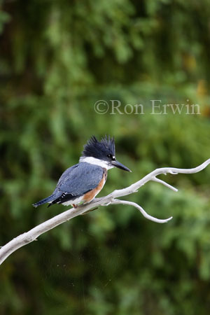 Belted Kingfisher &copy; Ron Erwin
