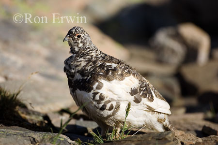 White-tailed Ptarmigan  &copy; Ron Erwin