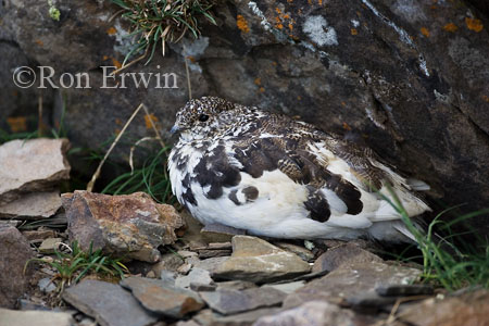 White-tailed Ptarmigan  &copy; Ron Erwin
