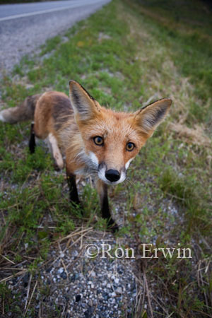 Fox &copy; Ron Erwin