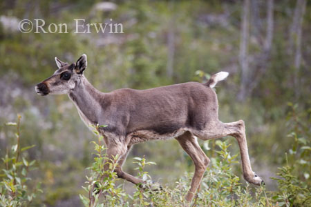 Caribou &copy; Ron Erwin