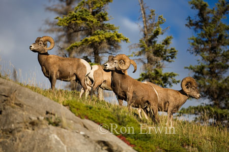 Bighorn Sheep Bighorn Sheep