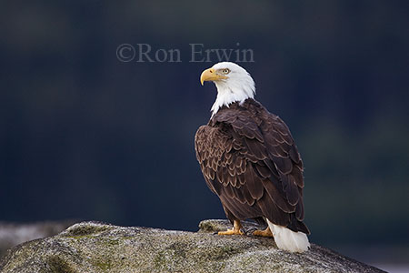 Bald Eagle &copy; Ron Erwin