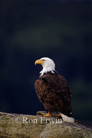 Bald Eagle &copy; Ron Erwin