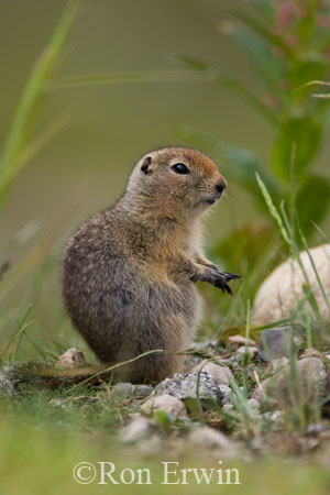 Arctic Ground Squirrel &copy; Ron Erwin