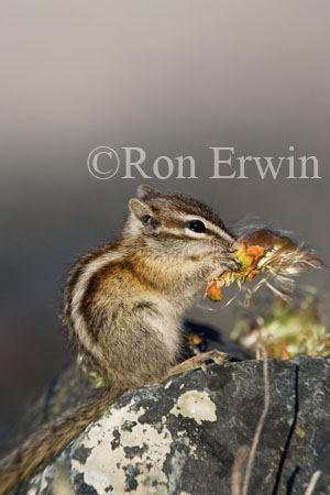 Least Chipmunk &copy; Ron Erwin