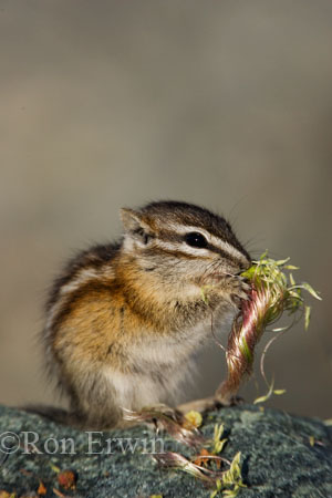 Least Chipmunk &copy; Ron Erwin