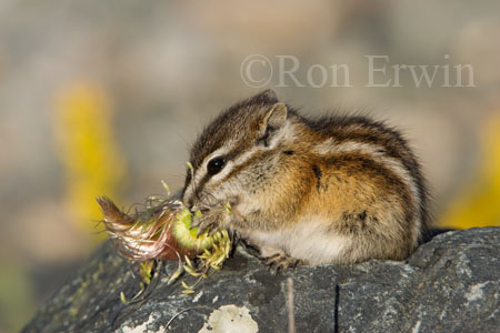 Chipmunk Chipmunk