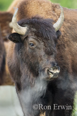 Bison &copy; Ron Erwin