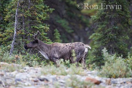 Caribou &copy; Ron Erwin