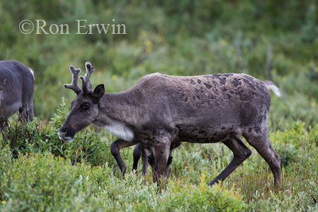 Caribou &copy; Ron Erwin