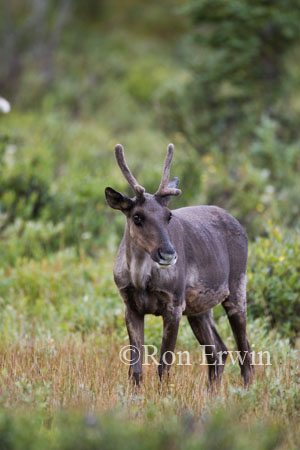 Caribou &copy; Ron Erwin