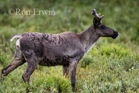 Caribou &copy; Ron Erwin