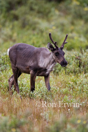 Caribou &copy; Ron Erwin